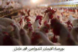 أسعار بورصة الدواجن محمد عادل اليوم الأحد 25-10-2026 بورصة محمد عادل للدواجن بورصة الدواجن اليوم محمد عادل بورصة الدواجن محمد عادل