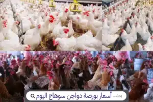 أسعار بورصة دواجن سوهاج اليوم