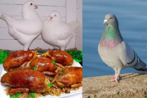 الحمام البلدي سعر الحمام اليوم أسعار الحمام